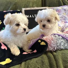 Profile Photo of Carolina LittlePaws